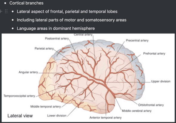 Example Notion notes about cerebral vascular supply